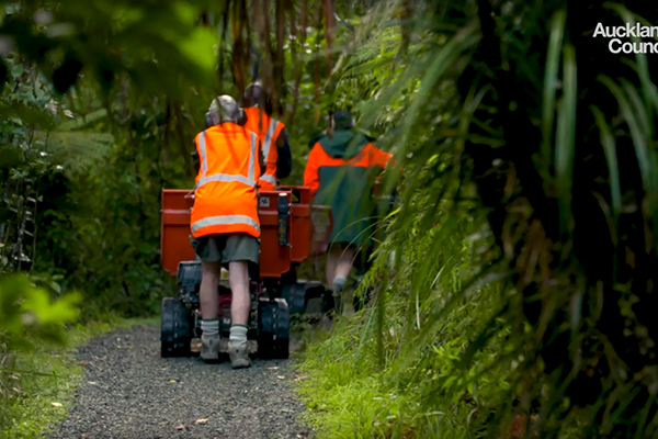 Auckland Council Kauri Dieback